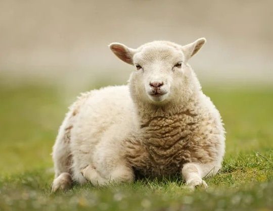 mouton dans l'herbe